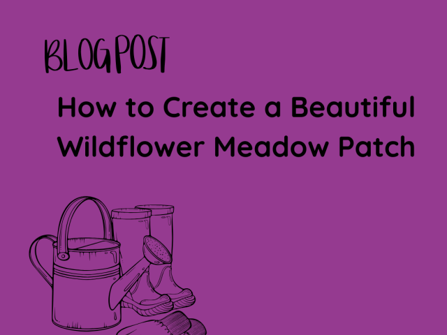 How to Create a Beautiful Wildflower Meadow Patch