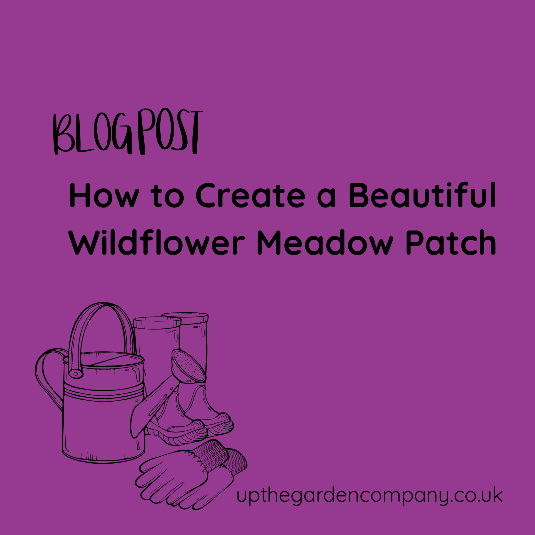 How to Create a Beautiful Wildflower Meadow Patch