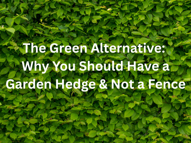 The Green Alternative: Why You Should Have a Hedge & Not a Fence