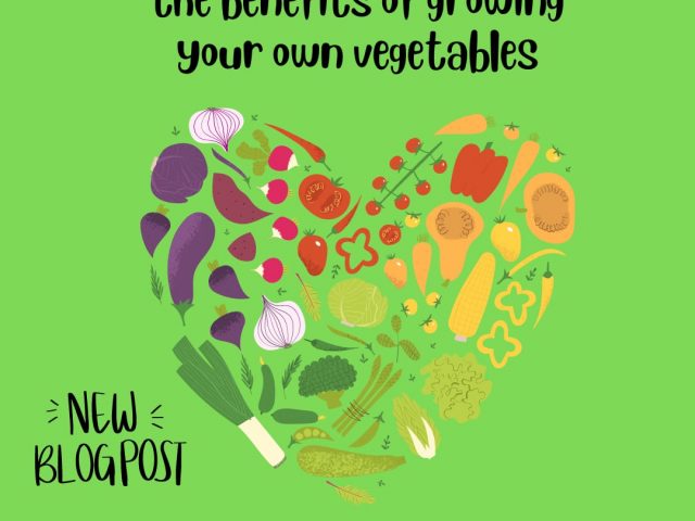 The Benefits of Growing Your Own Vegetables