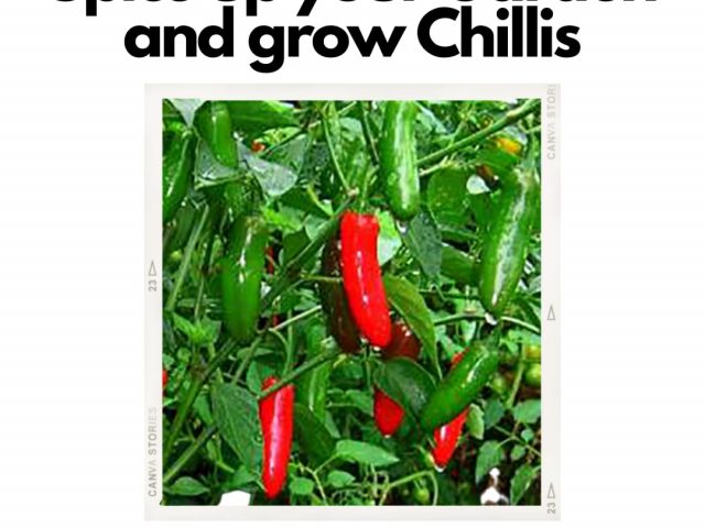 Spice up your Garden and grow Chillies