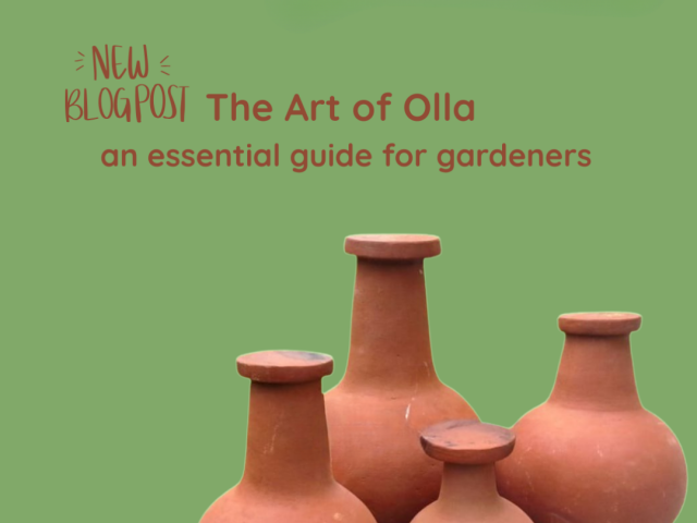 The Art of Olla: An Essential Guide for Gardeners