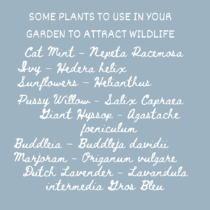 Some plants to use in your garden to attract wildlife