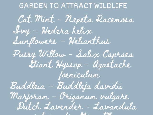 Some Plants to Use in Your Garden to Attract Wildlife