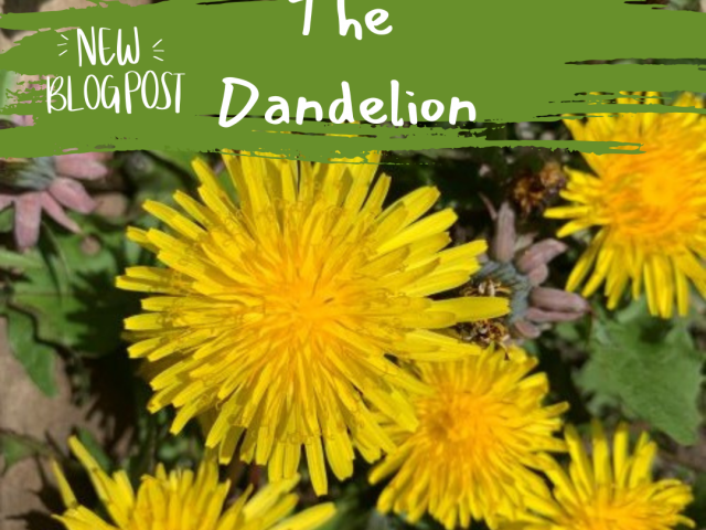 The Dandelion