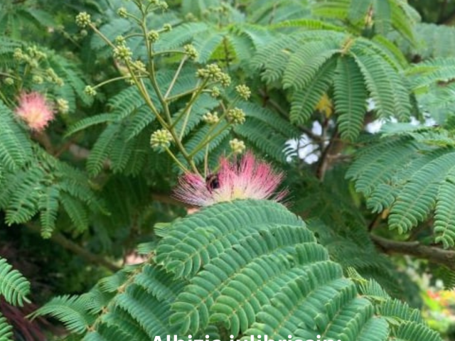 Albizia julibrissin: The Delightful Mimosa Tree