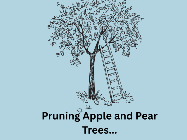 Pruning Apple and Pear Trees…
