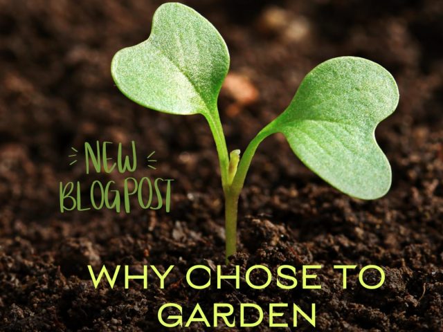 Why Choose to Garden Organically