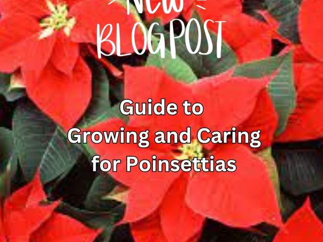 Guide to Growing and Caring for Poinsettias