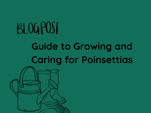Guide to Growing and Caring for Poinsettias