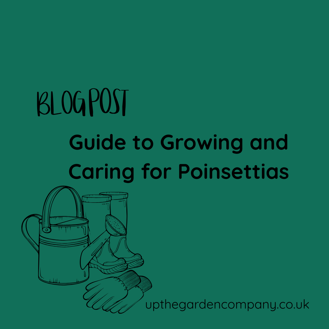 Guide to Growing and Caring for Poinsettias