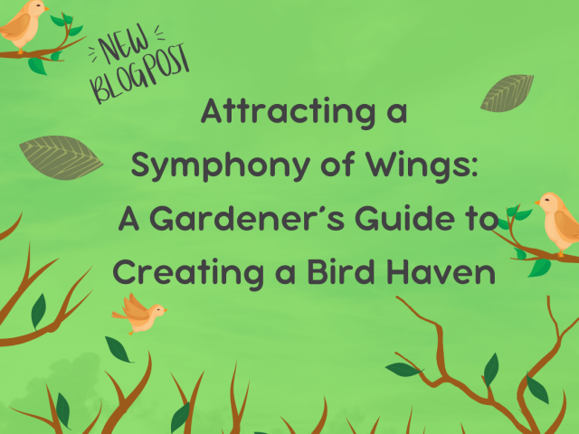 Attracting a Symphony of Wings: Creating a Bird Haven