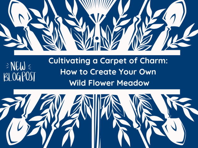 Cultivating a Carpet of Charm: How to Create Your Own Wild Flower Meadow