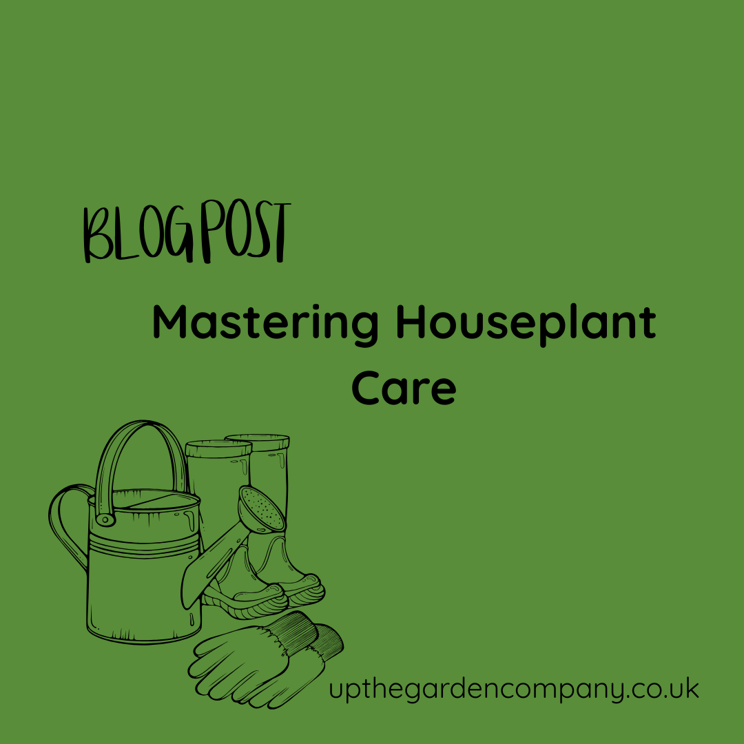 Mastering Houseplant Care