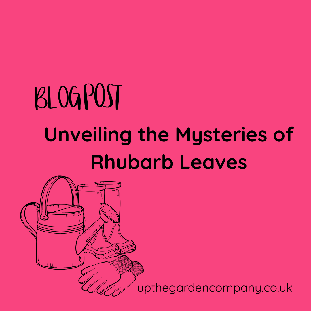 Unveiling the Mysteries of Rhubarb Leaves
