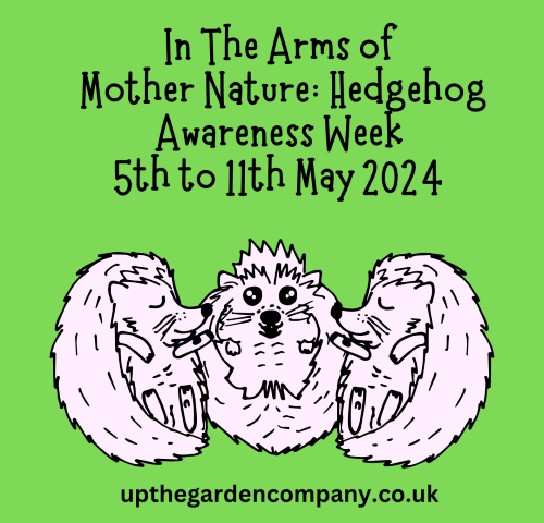 In The Arms of Mother Nature: Hedgehog Awareness Week 2024