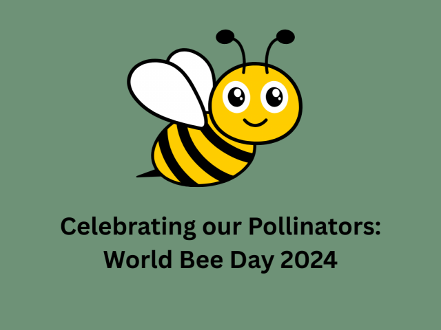 Celebrating our Pollinators: World Bee Day 2024