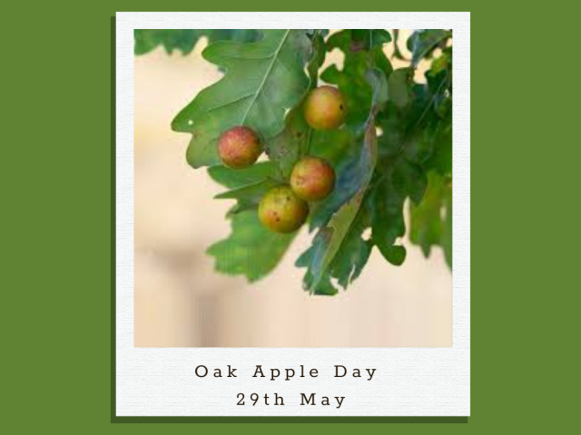 Discovering Oak Apple Day: What’s it All About?