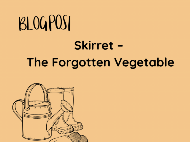 Skirret – The Forgotten Vegetable