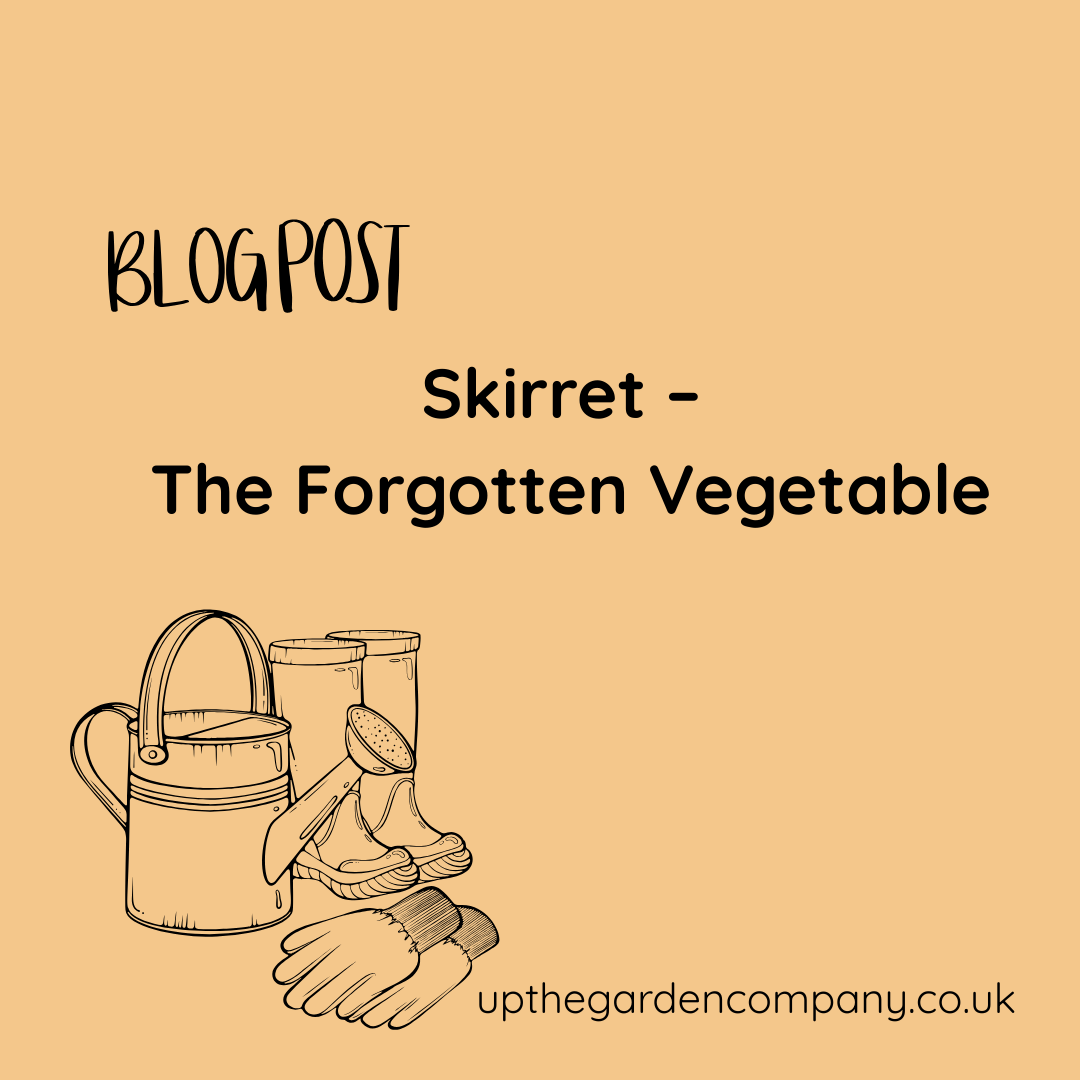 Skirret – The Forgotten Vegetable