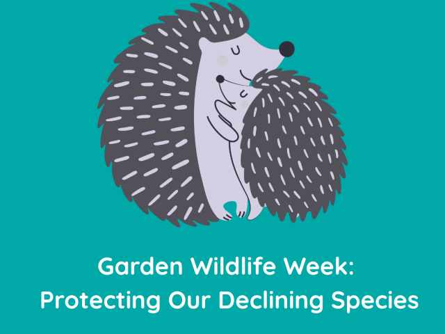 Garden Wildlife Week: Protecting Our Declining Species