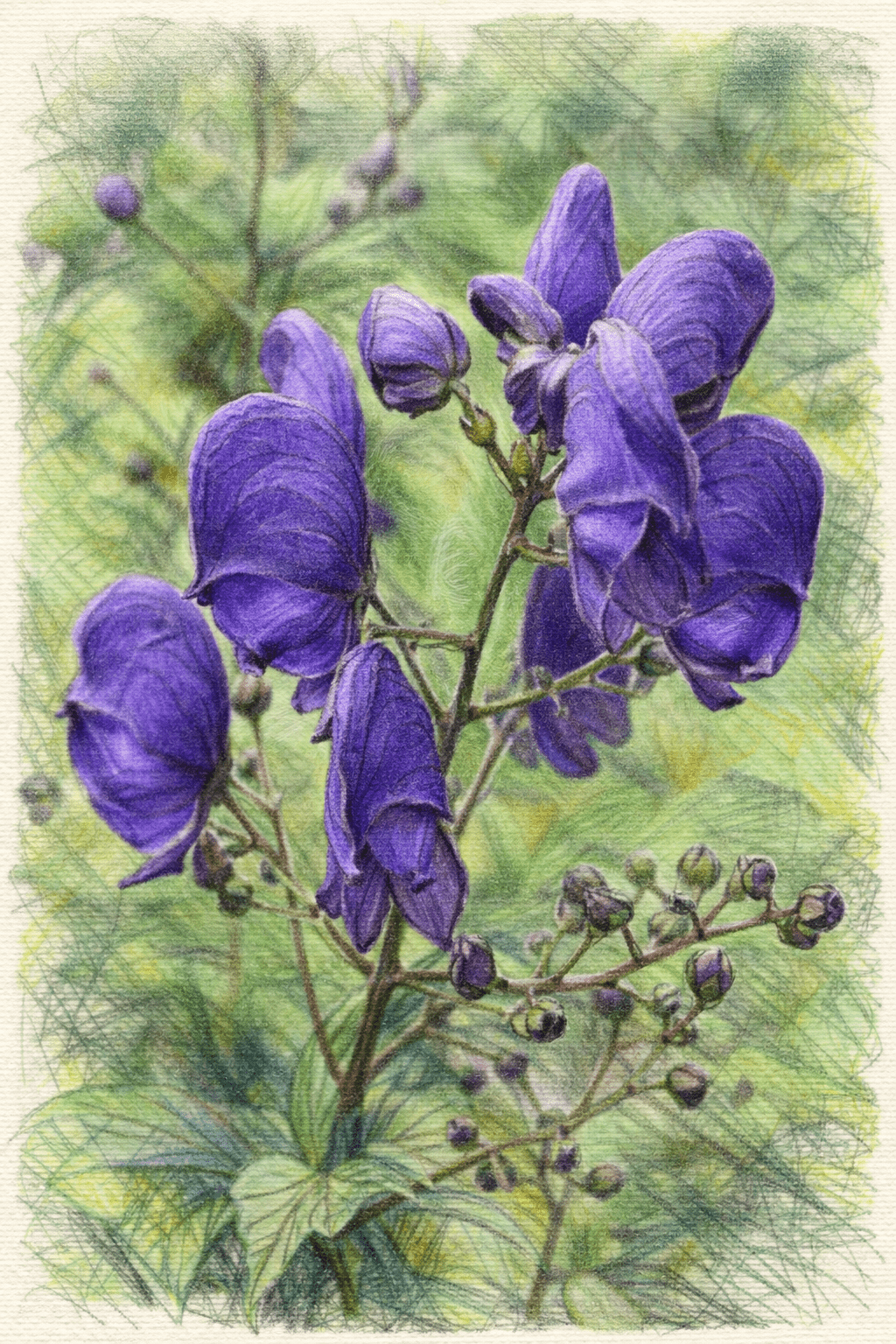 Aconite (Aconitum napellus)