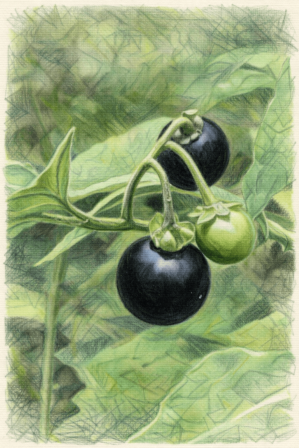 Deadly Nightshade (Atropa belladonna)