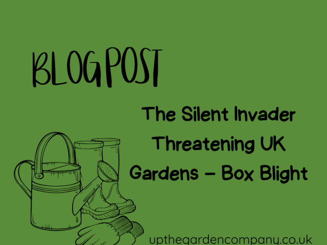 The Silent Invader Threatening UK Gardens – Box Blight