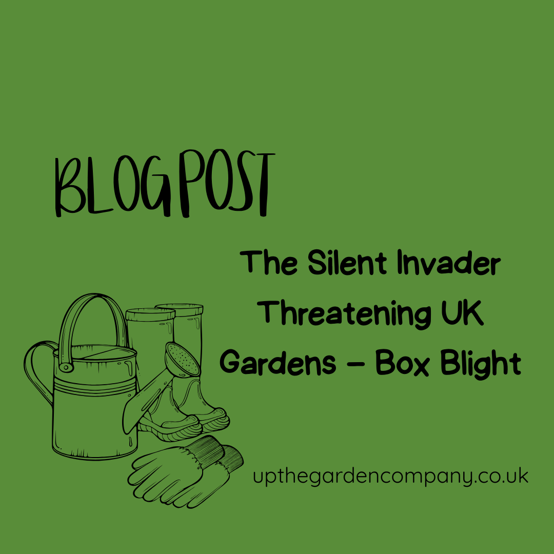 The Silent Invader Threatening UK Gardens – Box Blight