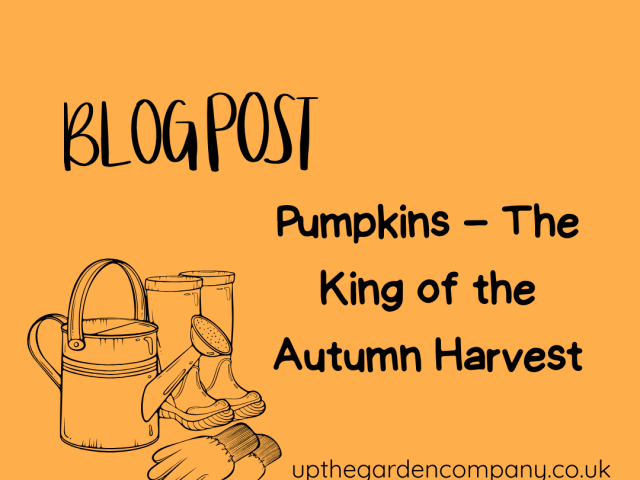 Benefits of Pumpkins: More Than Just Autumn Decor