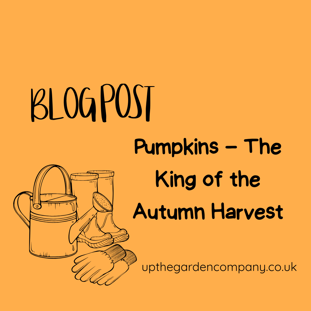 Pumpkins – The King of the Autumn Harvest