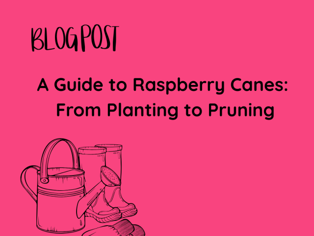 A Guide to Raspberry Canes: From Planting to Pruning