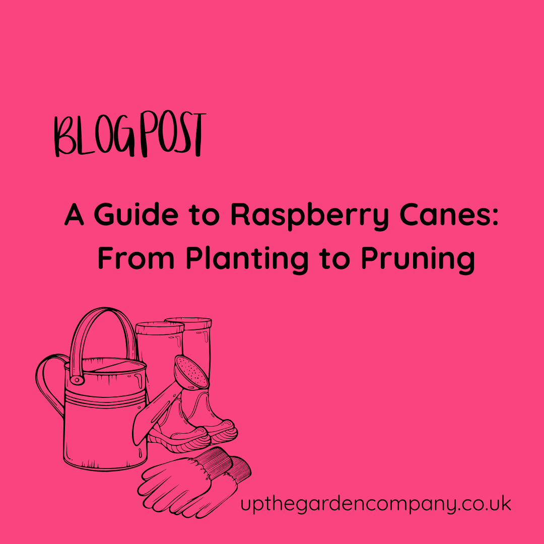 A Guide to Raspberry Canes: From Planting to Pruning