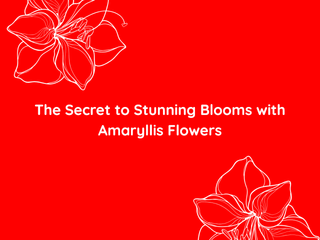 The Secret to Stunning Blooms with Amaryllis Flowers