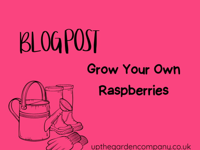 A Guide to Raspberry Canes: From Planting to Pruning