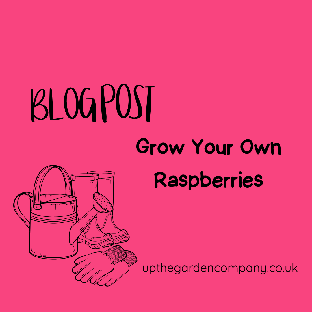 A Guide to Raspberry Canes: From Planting to Pruning