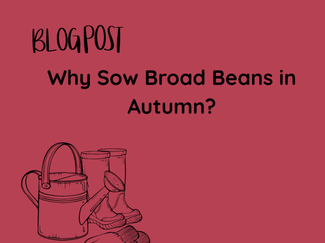 Why Sow Broad Beans in Autumn?