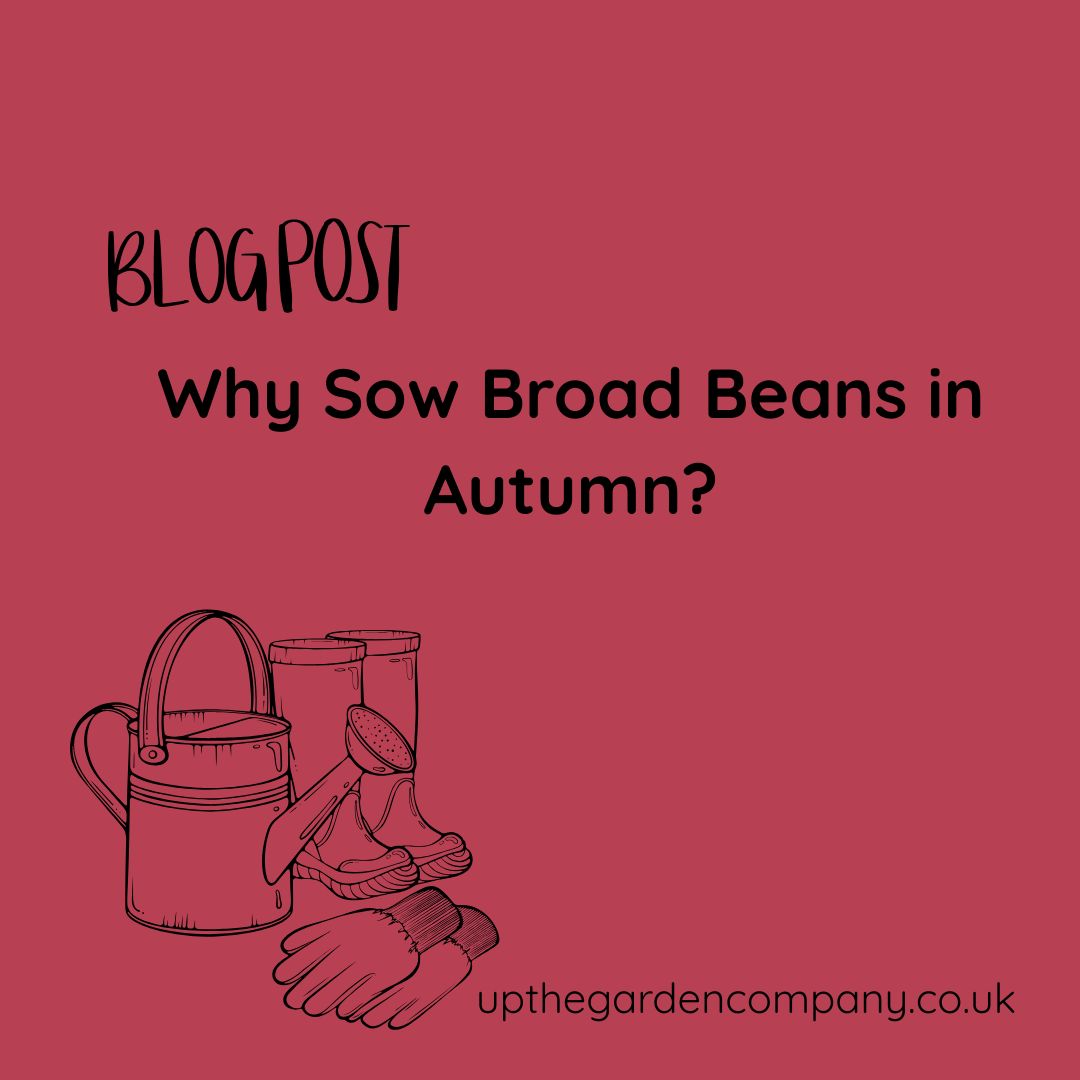 Why Sow Broad Beans in Autumn?