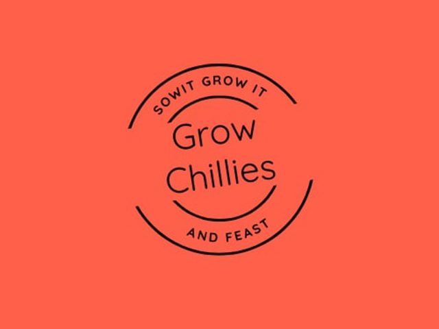 Chilli Plant Care: From Sowing Seeds to Overwintering