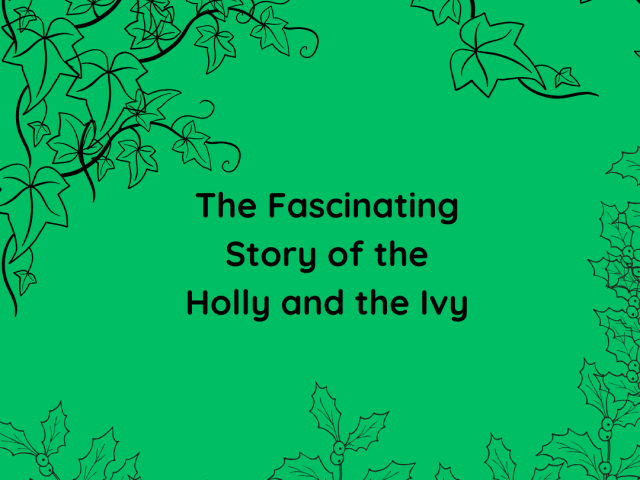 The Fascinating Story of the Holly and the Ivy