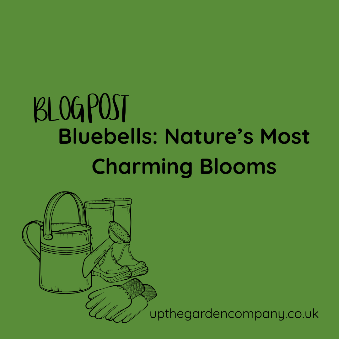 Bluebells: A Deep Dive into Nature’s Most Charming Blooms