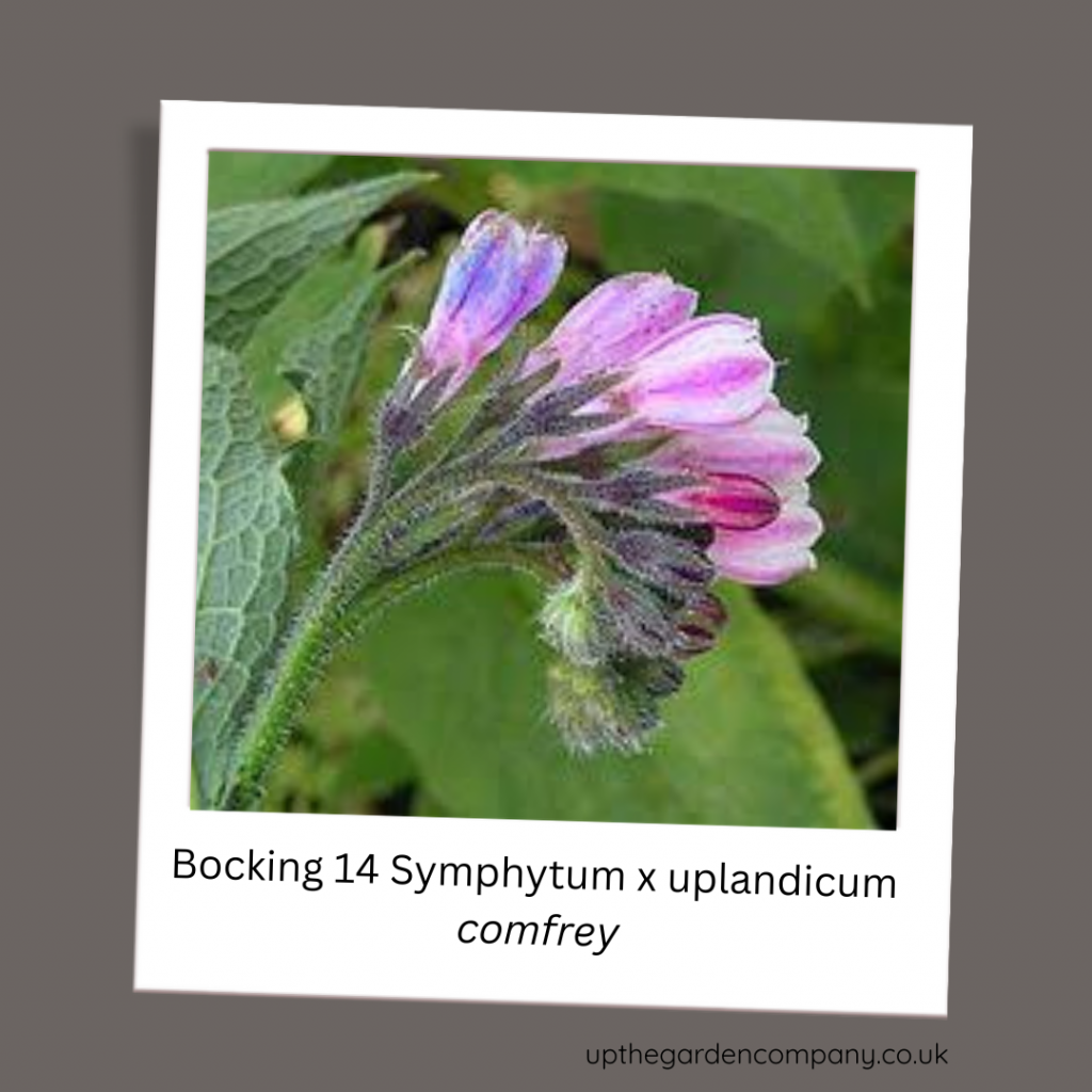 Bocking 14 Symphytum x uplandicum. Comfrey
