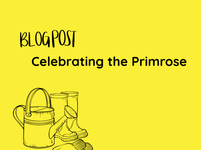 Celebrating the Primrose