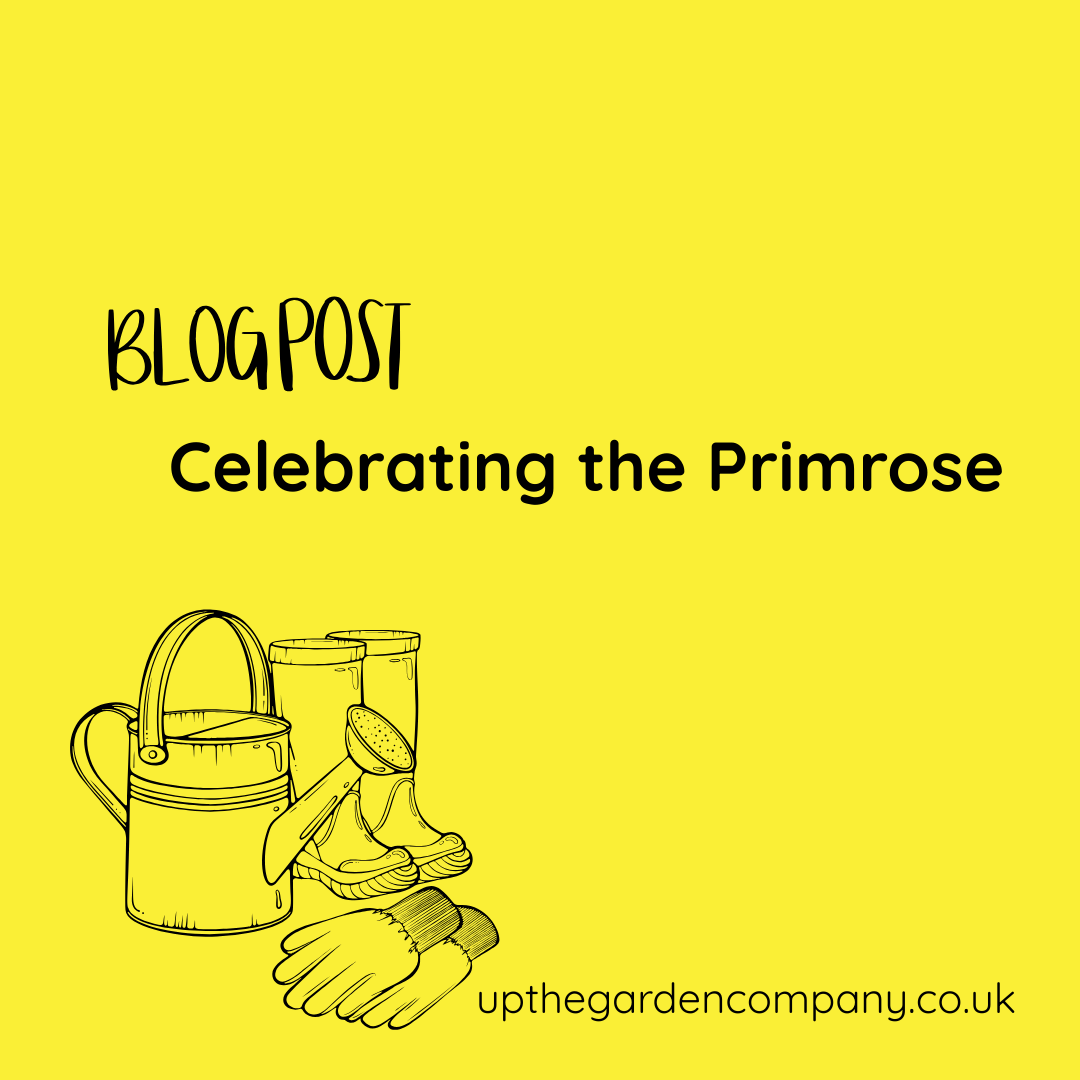 Celebrating the Primrose