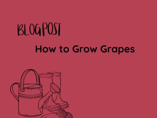 How to Grow Grapes in the UK