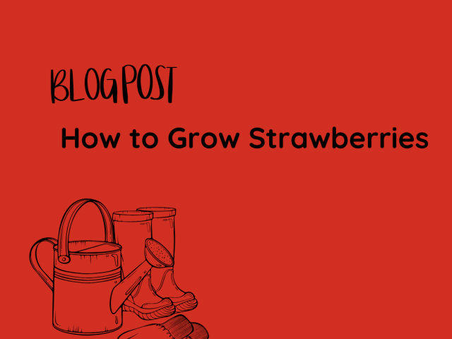 How to Grow Strawberries: A Guide to Sweet Success