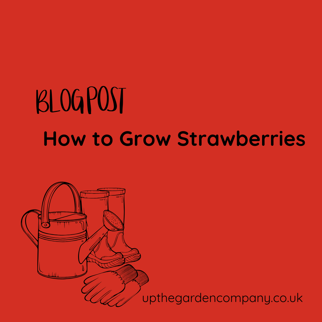 How to Grow Strawberries: A Guide to Sweet Success