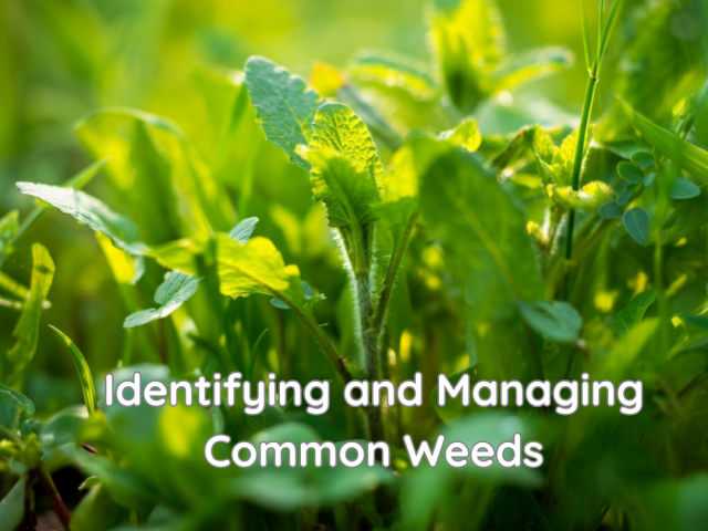 Identifying and Managing Common Weeds
