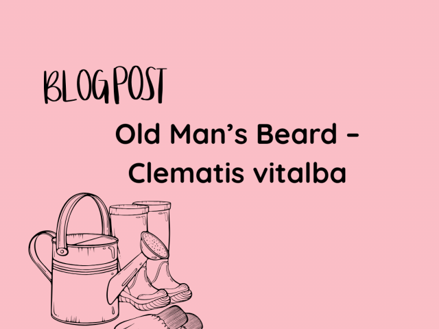 Old Man’s Beard – Clematis vitalba