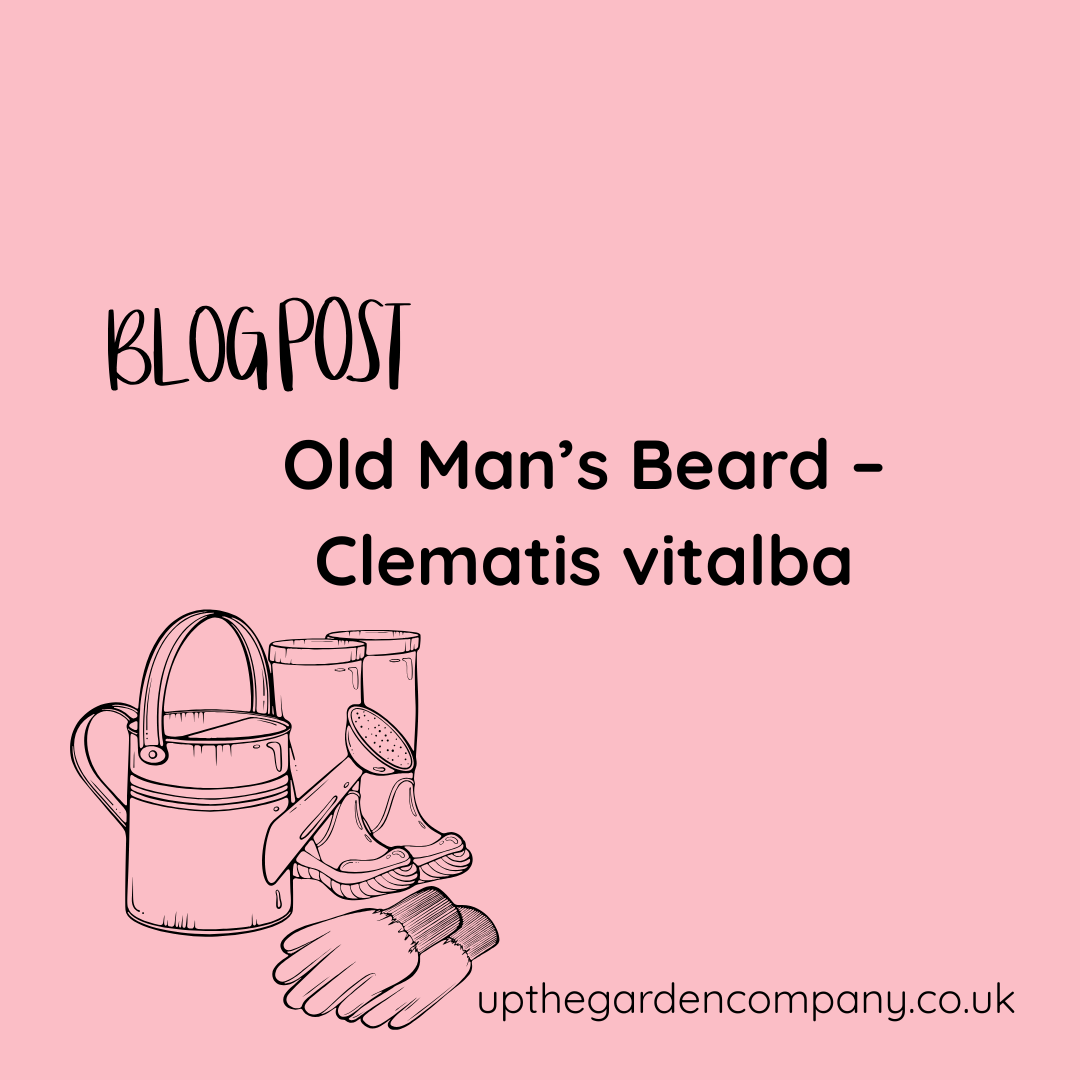 Old Man’s Beard – Clematis vitalba